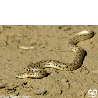 گونه کور مار تارتاری Tatar Sand Boa